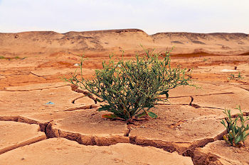 climate change