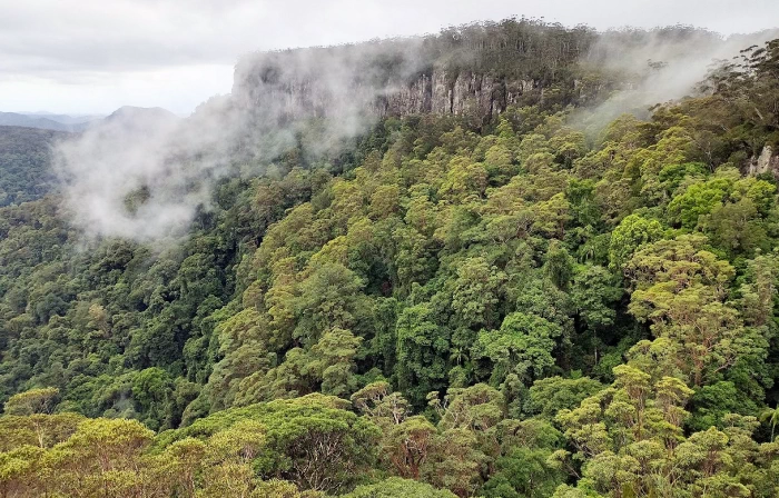 rainforest